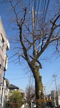 病院前の桜の木