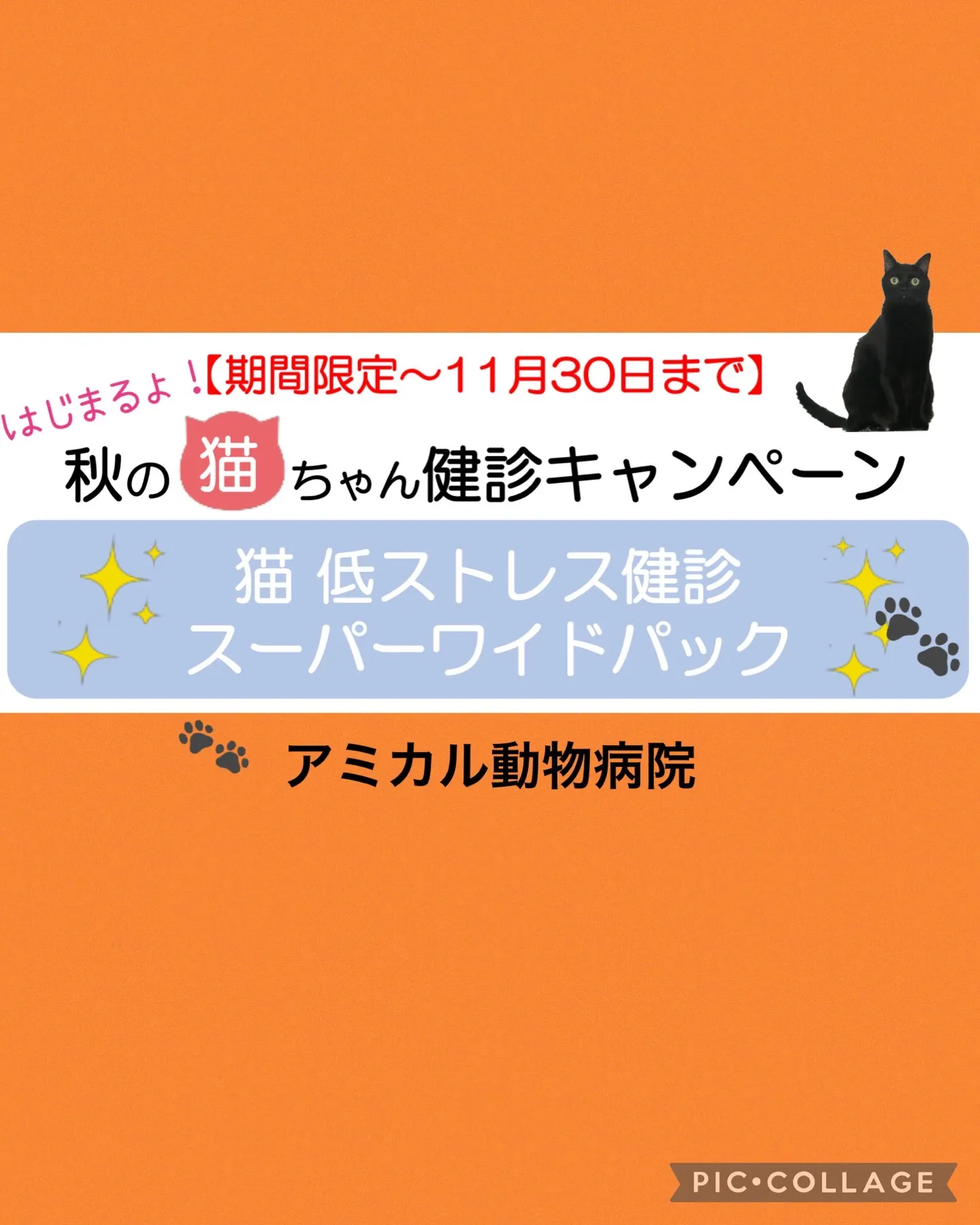 秋の猫ちゃん健診キャンペーン🐈‍⬛