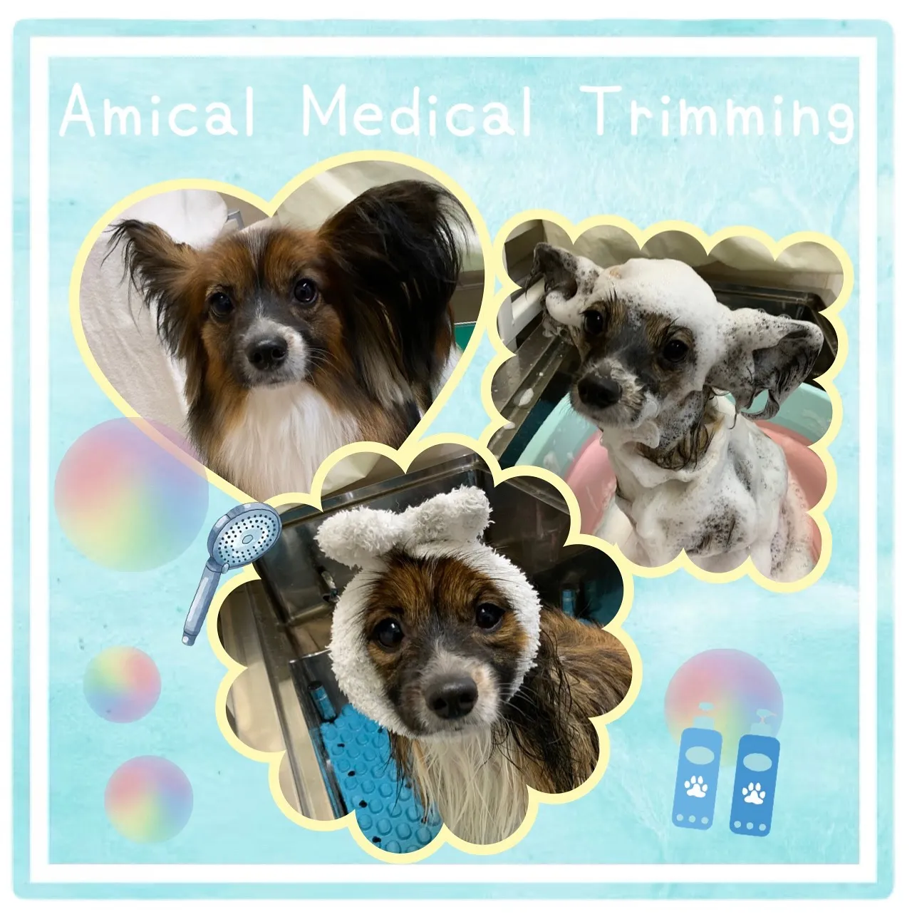 ルイちゃん　トリミング　町田　動物病院