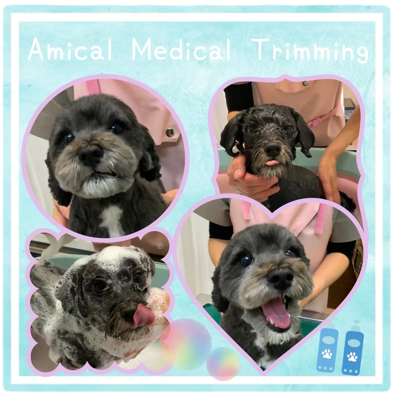 ボンちゃん　トリミング　町田　動物病院