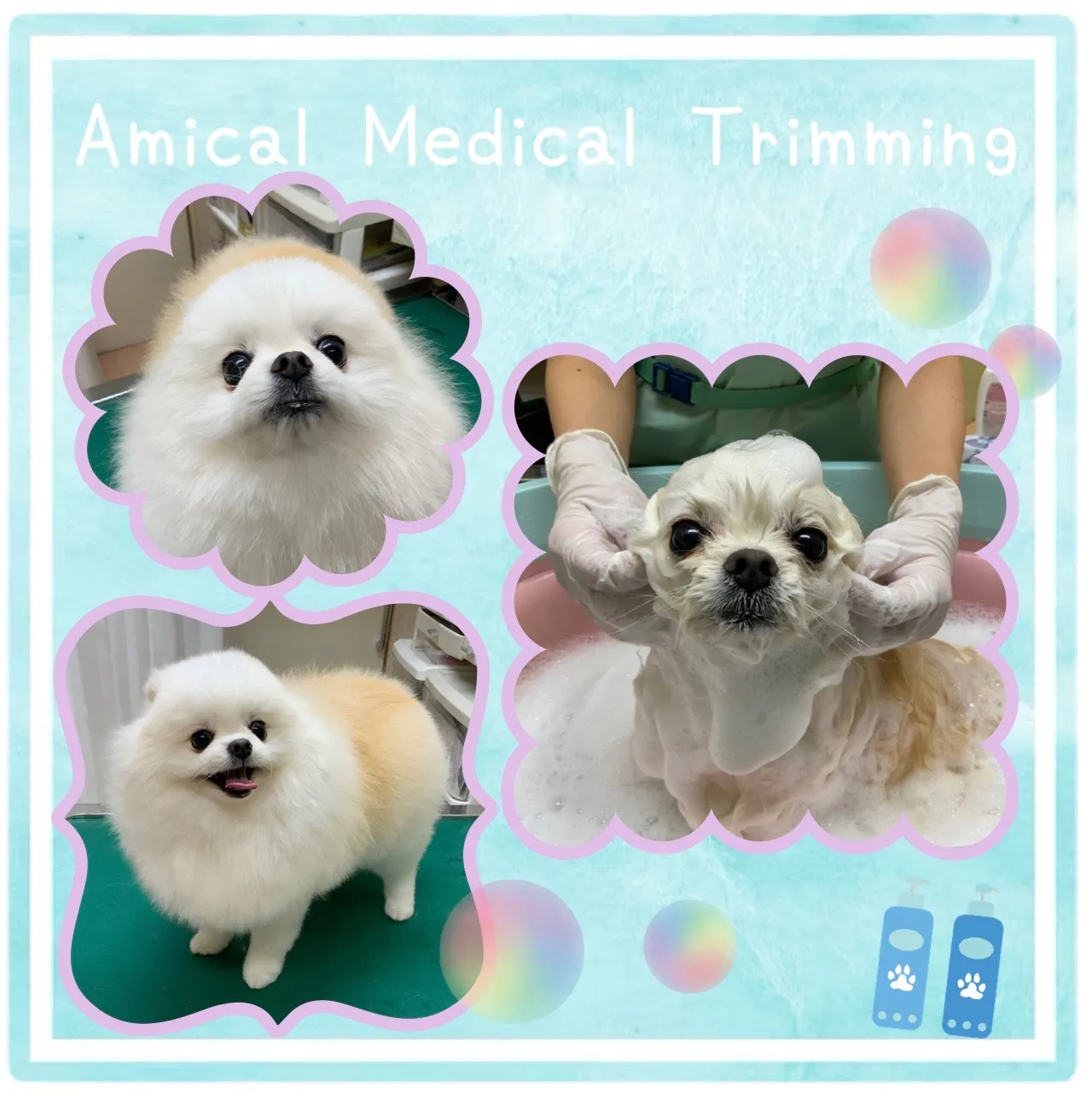 ぽんすけちゃん　トリミング　町田　動物病院