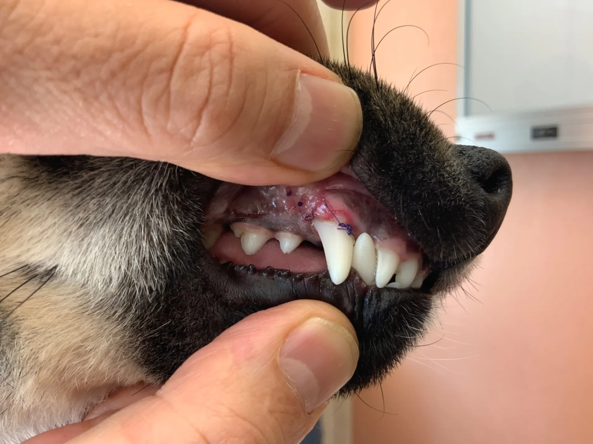 子犬（こいぬ）の歯科矯正について、当院の考え方