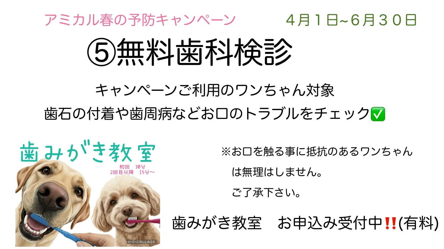 春のキャンペーン⑤無料歯科検診🦷【犬】町田市/動物病院